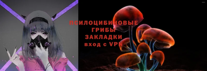 Псилоцибиновые грибы Psilocybine cubensis  Зубцов 